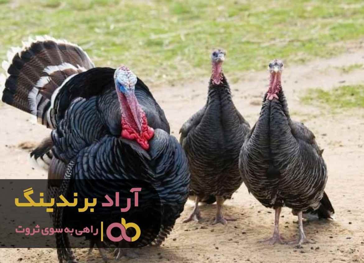 بوقلمون وحشی استرالیا