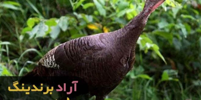 بوقلمون وحشی کوچک