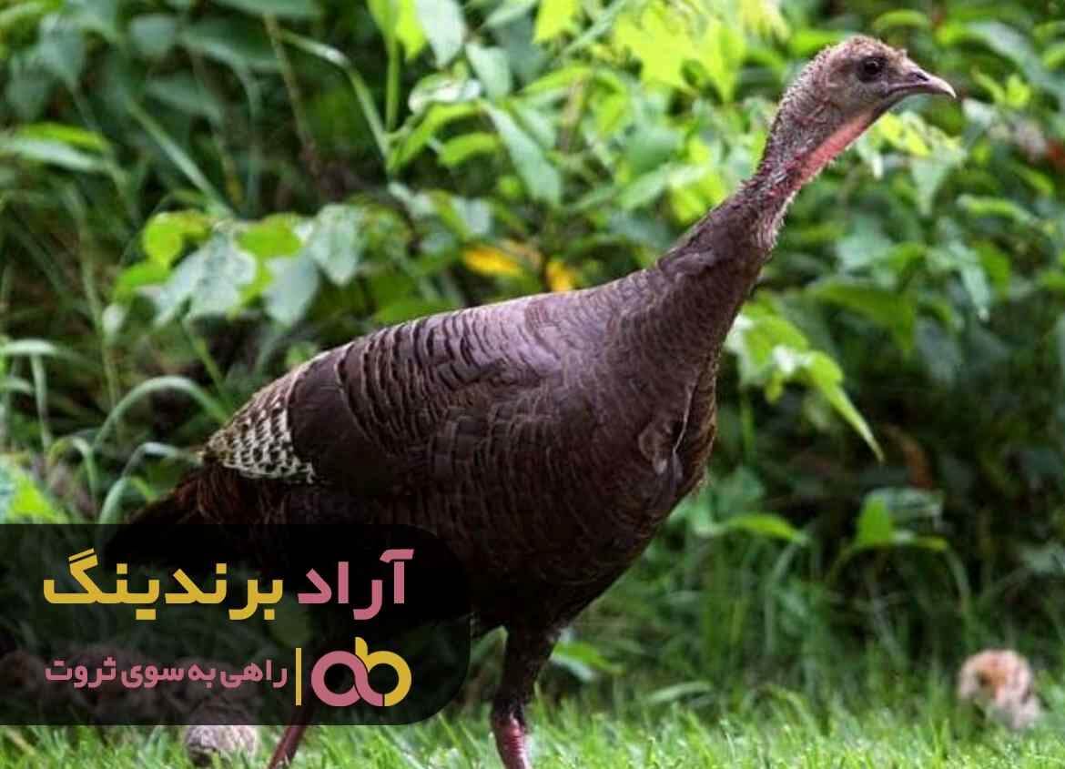 بوقلمون وحشی کوچک