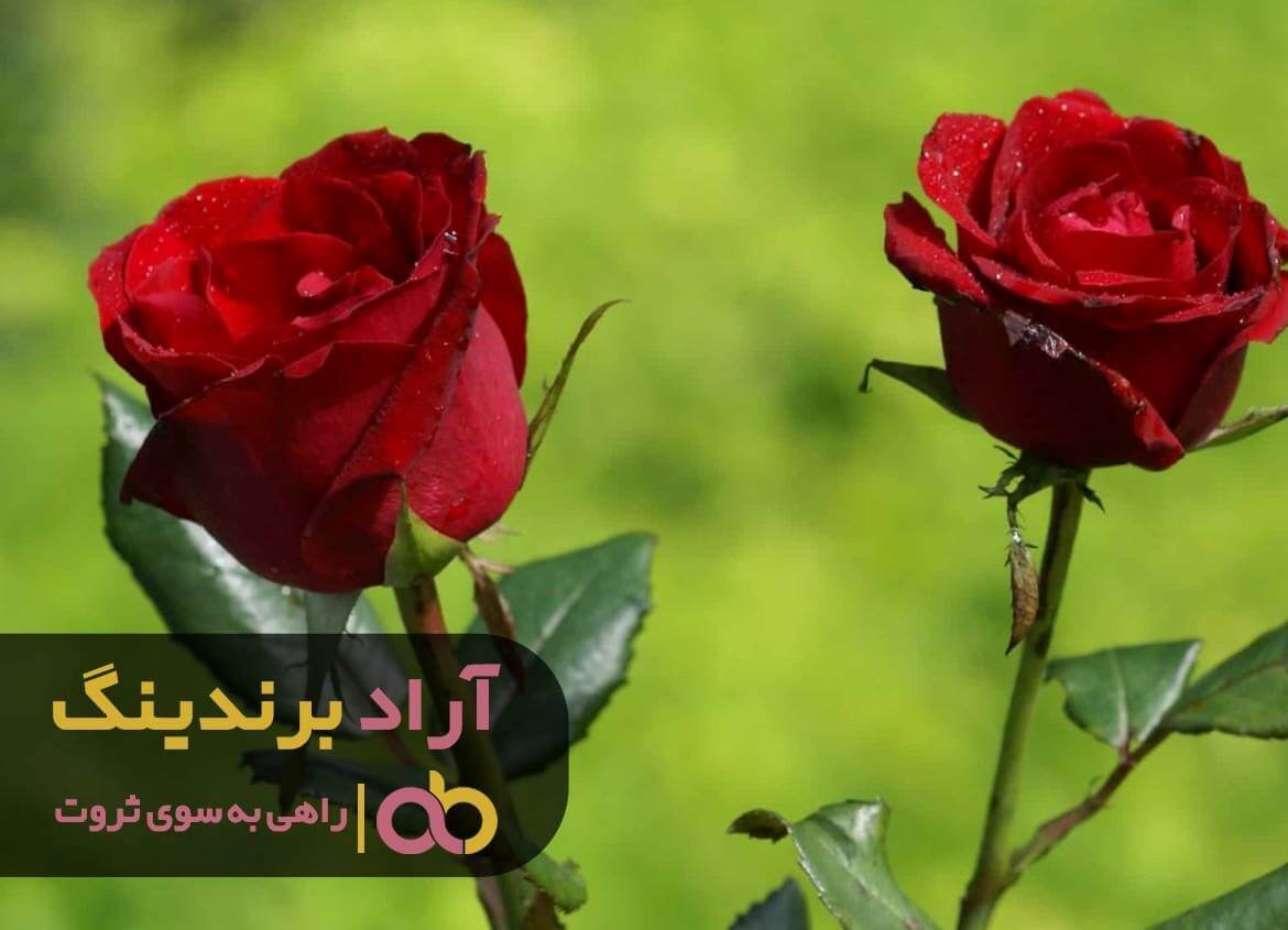 رز هلندی بزرگ