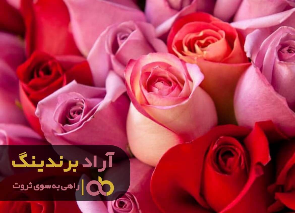 رز هلندی صورتی