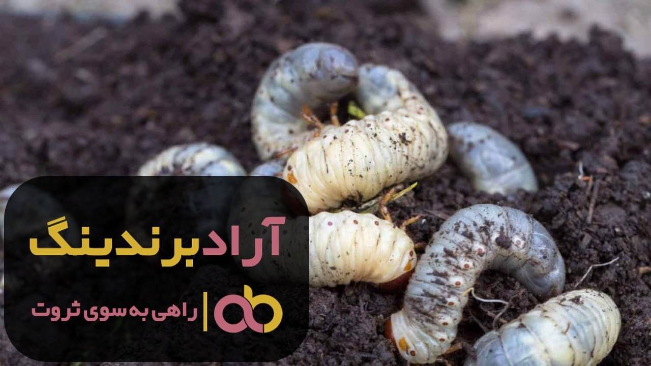 سم لارو کش تهران