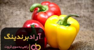 فلفل دلمه ای تلخ تراریخته یزد