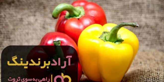 فلفل دلمه ای تلخ تراریخته یزد