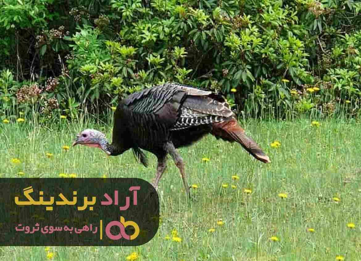 قیمت بوقلمون وحشی کوچک