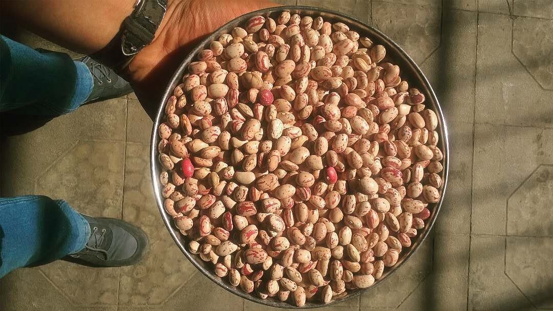 قیمت لوبیا چیتی عمده