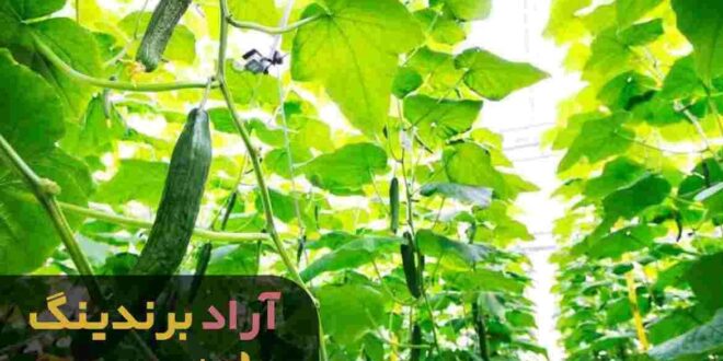 خرید-خیار-گلخانه-ای-گالاردو