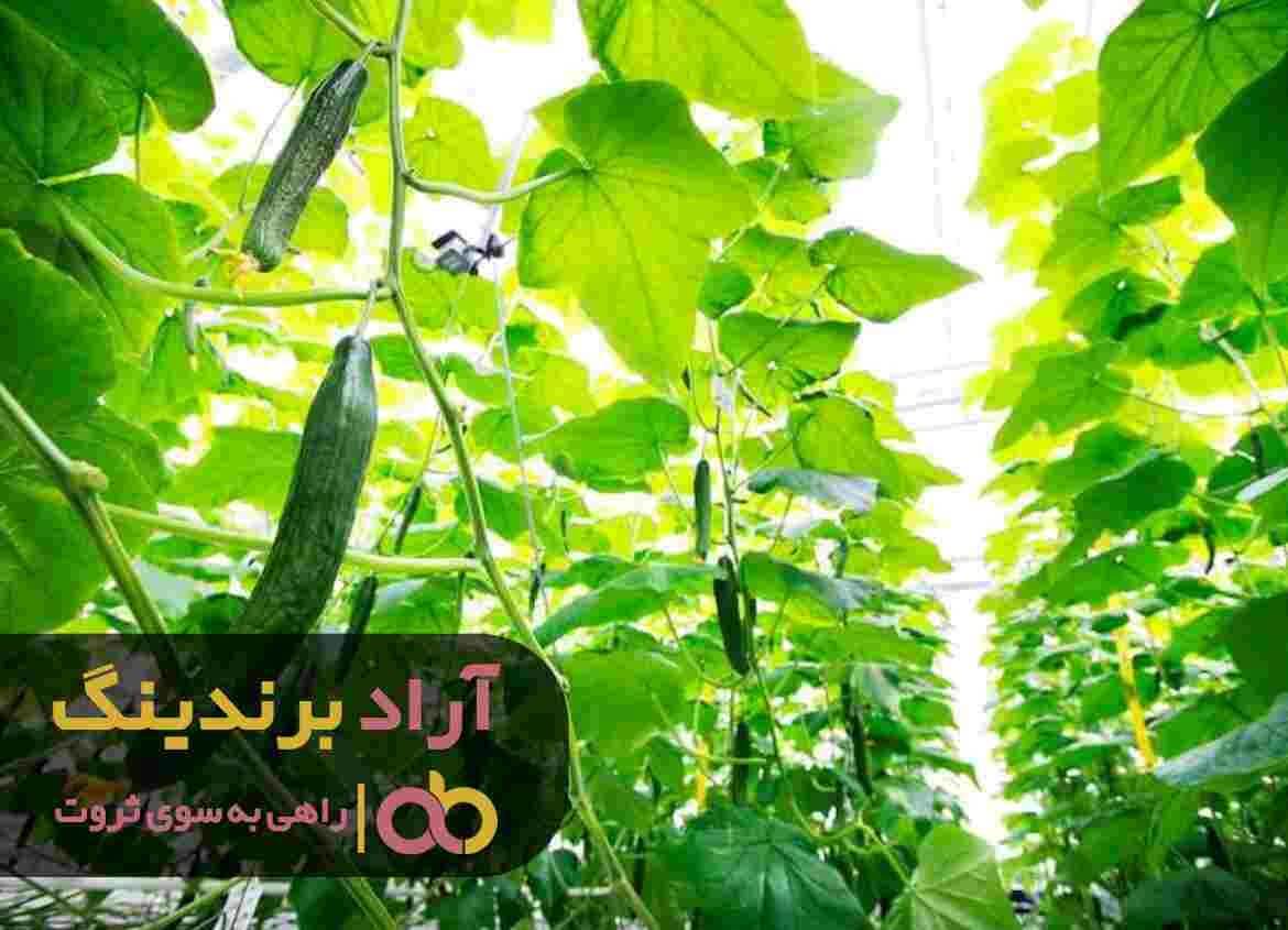خرید-خیار-گلخانه-ای-گالاردو