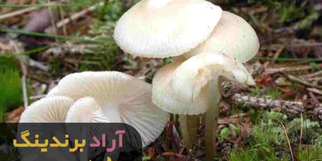 قارچ صدفی پرورشی تهران