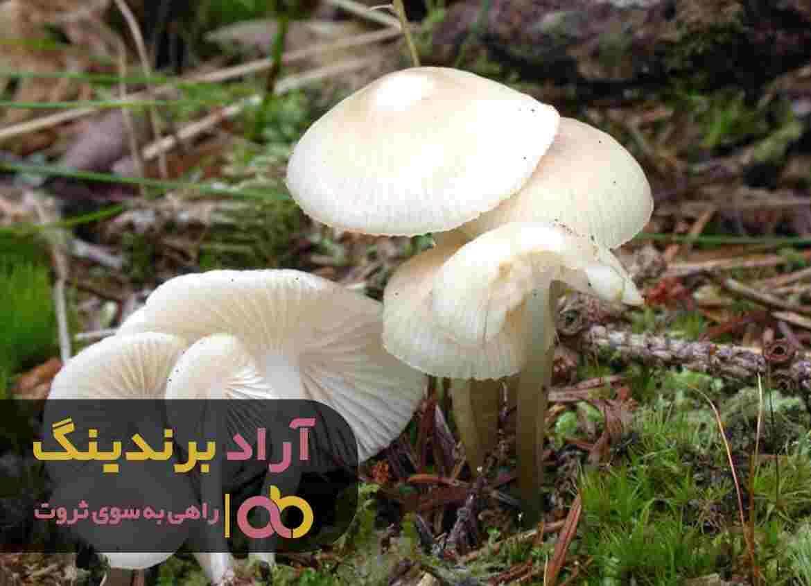 قارچ صدفی پرورشی تهران