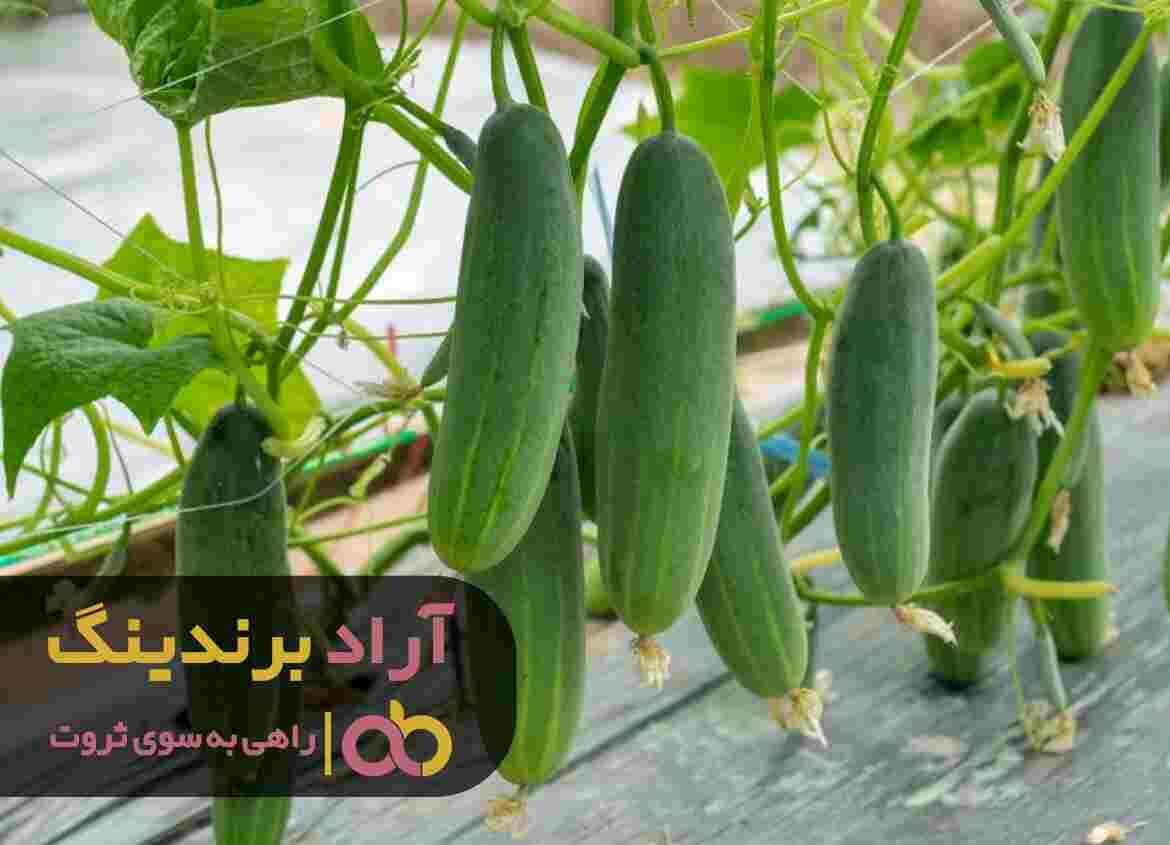 قیمت-خیار-گلخانه-ای-گالاردو