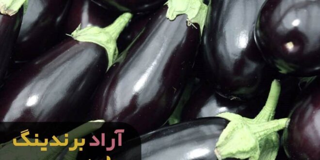بادمجان لامپی گلخانه ای
