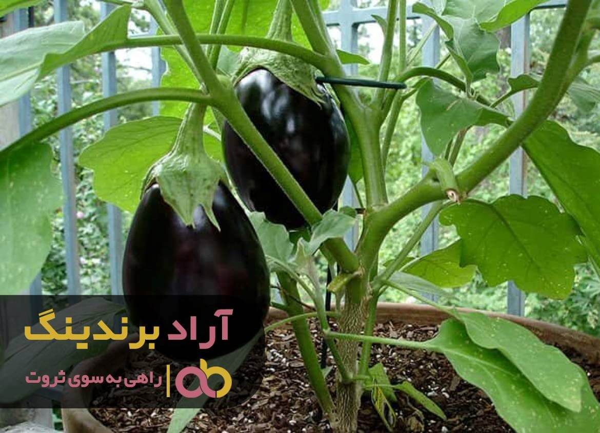 خرید بادمجان لامپی گلخانه ای
