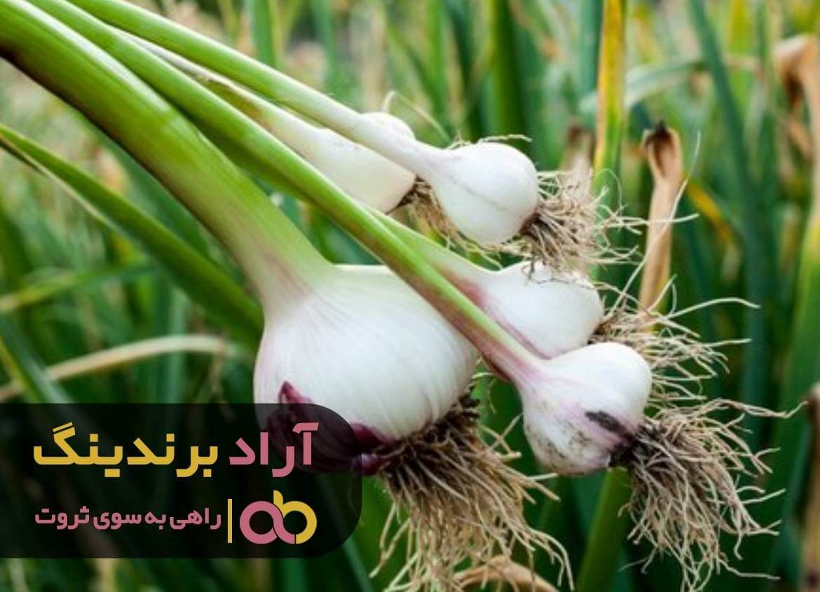 سیر خام جوانه زده