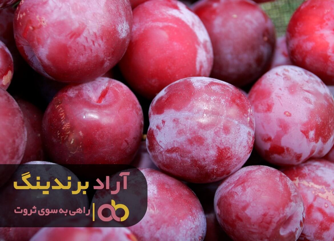 آلبالو