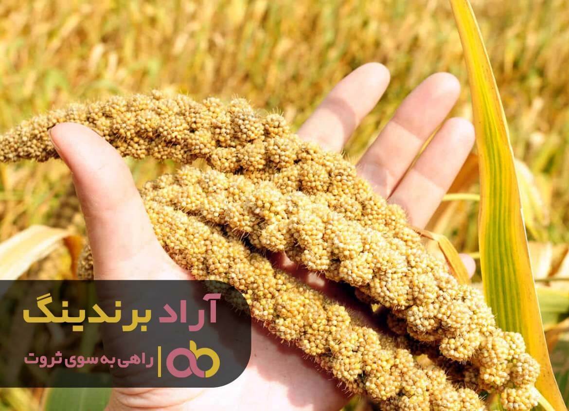 ارزن خوشه ای