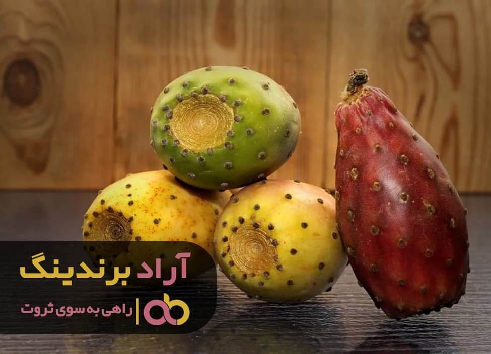 انجیر هندی