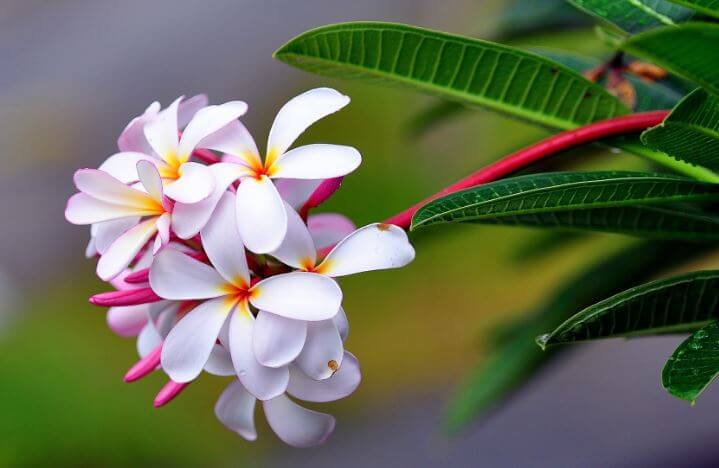 با انواع گل به زندگیم عطر ثروت بخشیدم