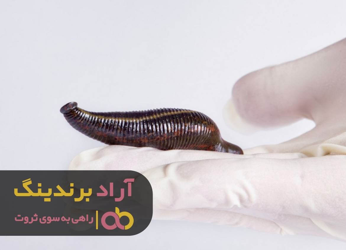 زالوی دریایی