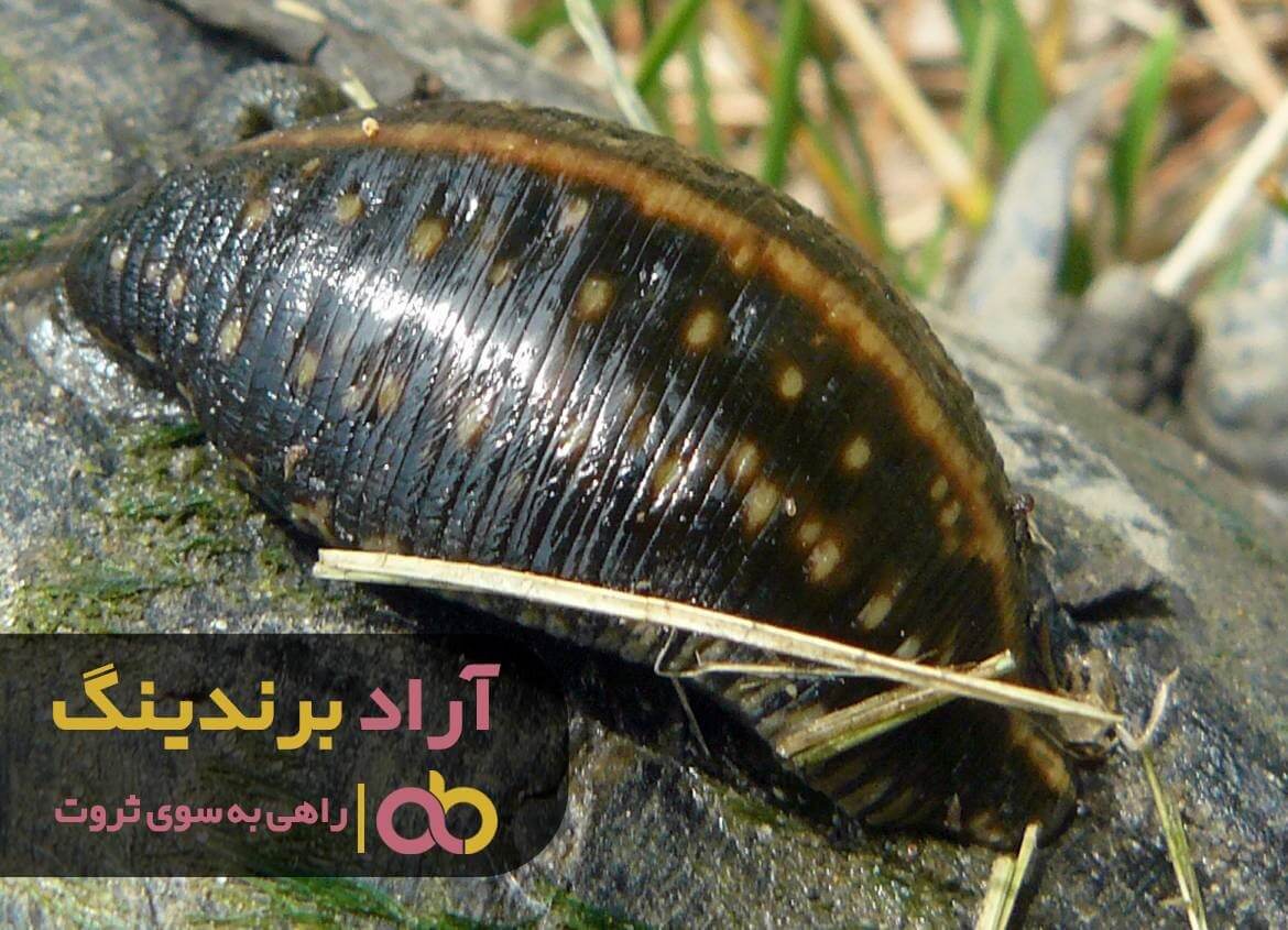 زالوی زمینی
