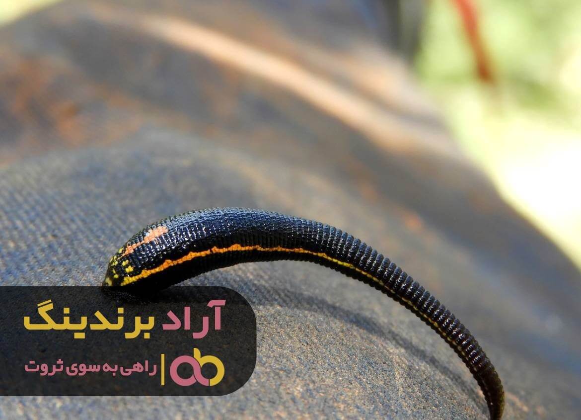 زالوی طبی