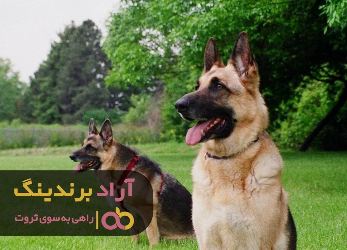 سگ نگهبان