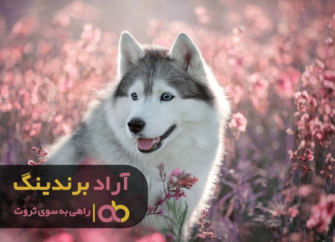 سگ هاسکی