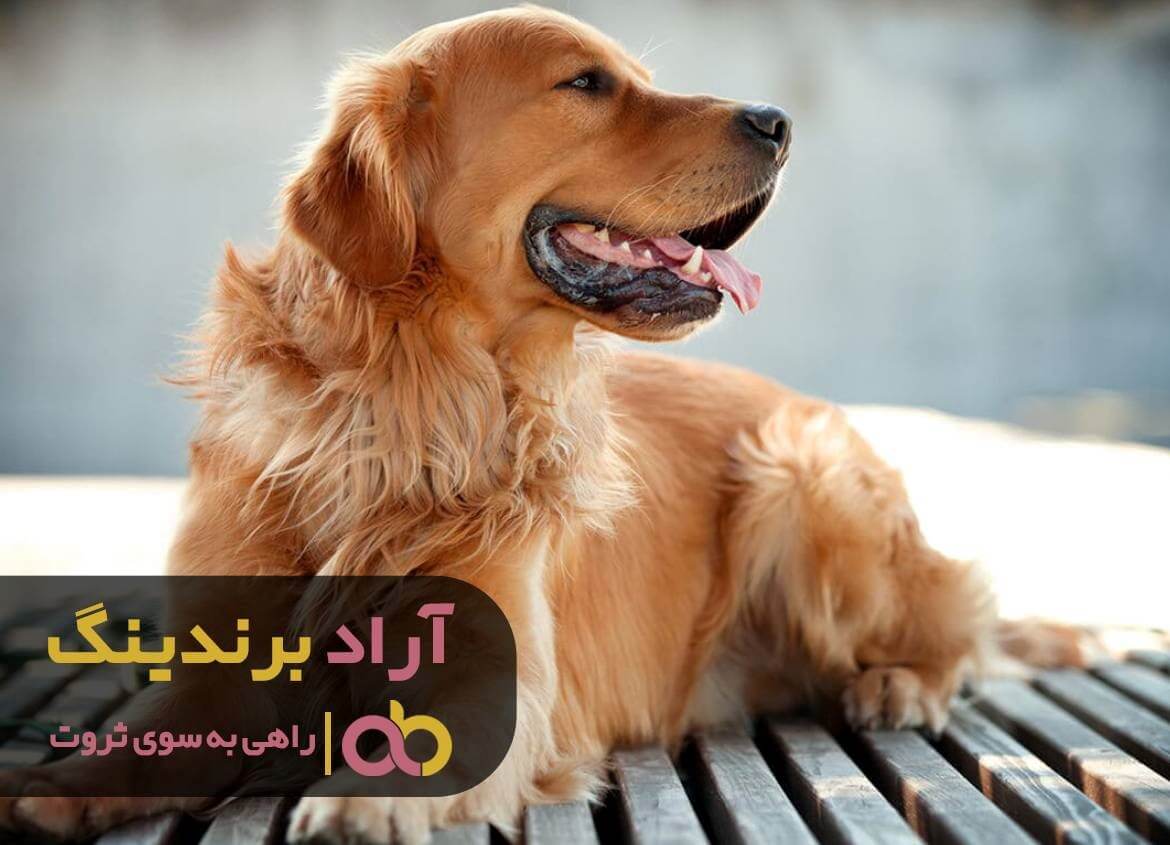 سگ گلدن