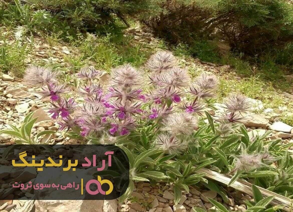 چای کوهی سوزنی