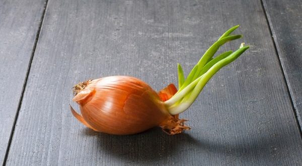 چکار کنیم پیاز جوانه نزند