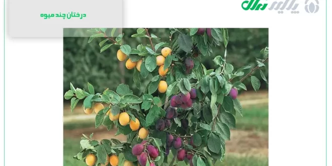 آموزش صفر تا صد پیوند زدن چند میوه به یک درخت