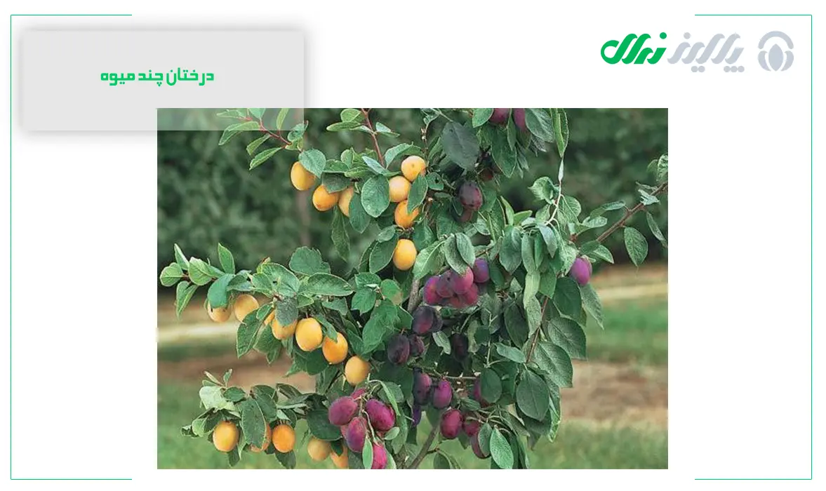 آموزش صفر تا صد پیوند زدن چند میوه به یک درخت