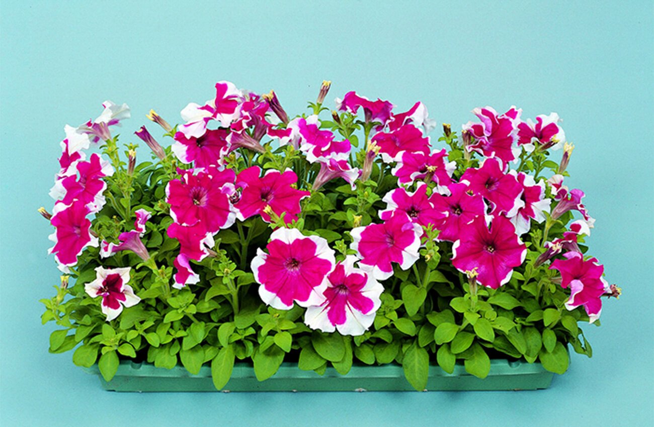 اسامی گلهای بهاری باغچه ای مناسب کاشت در ایران