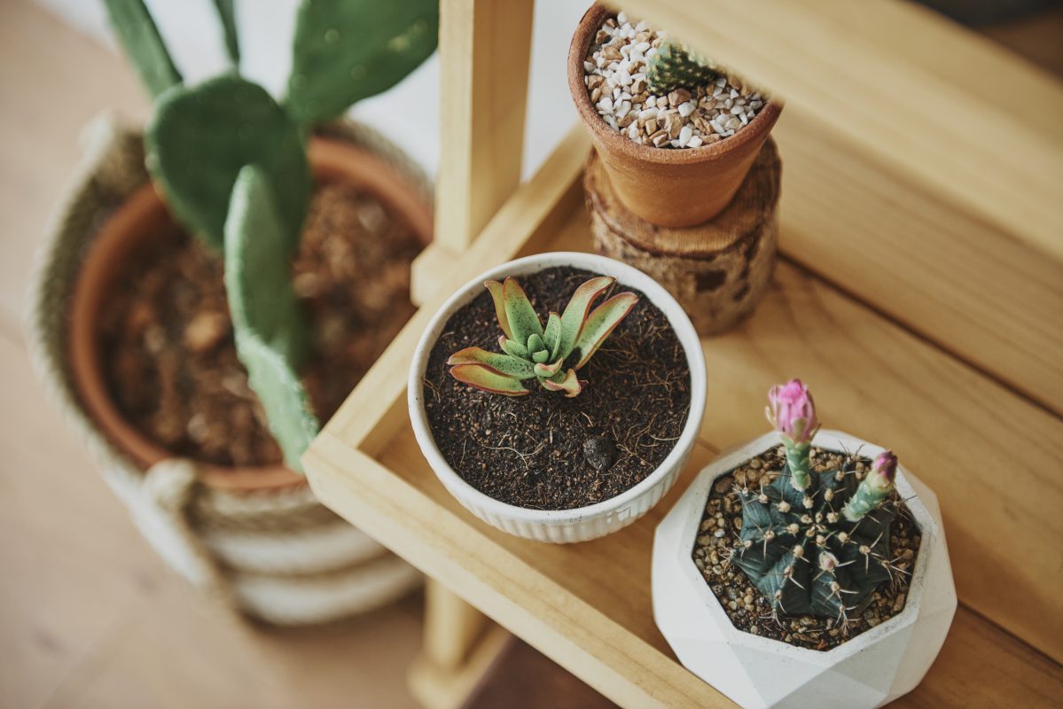 با فوایدی که نگهداری کاکتوس و ساکولنت در اتاق خواب داره آشنا شو!