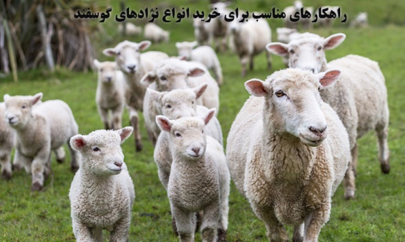 آشنایی با روش های فروش گوسفند زنده