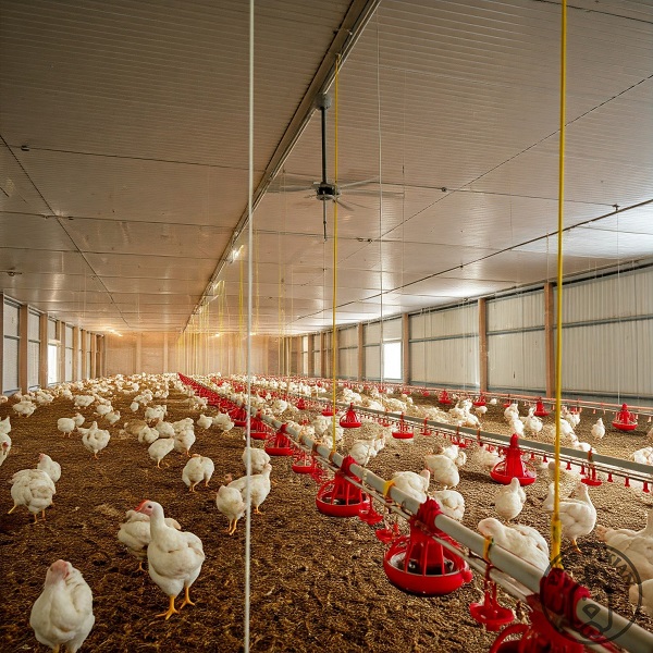 ایده ساخت کسب و کار با سرمایه کمتر از 200 میلیون تومان با پرورش جوجه گوشتی راس