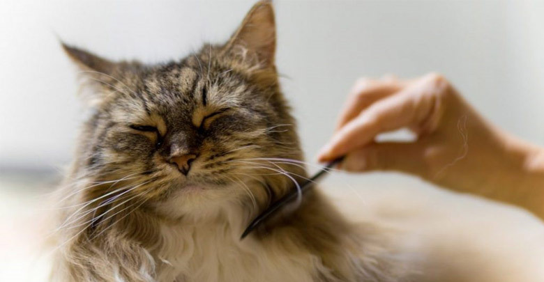 بهترین روش‌ها برای جلوگیری از ریزش موی گربه: راهکارهای ساده و مؤثر