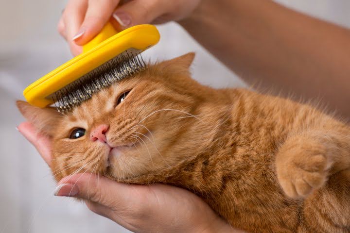 بهترین روش‌ها برای جلوگیری از ریزش موی گربه 