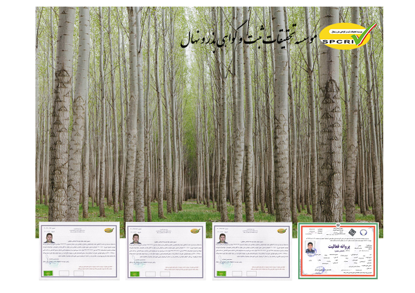 بهترین فرصت برای کسب درآمد میلیاردی با کاشت صنوبر اصلاح شده